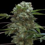 Atenea AK47